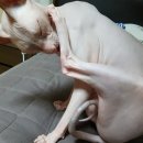 벨라 그루밍 이미지