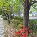 주정차15 | 출근 길 15분 걷기, 바쁜 직장인 기초 체력 늘리고 허리 통증 줄이는 운동 후기