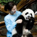 판다곰 이미지