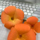 안스부산 이미지