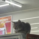 낙지락지 이미지