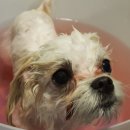 그루밍하우스 이미지