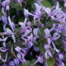 아리스타타 이미지