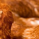 한국양계(주) 이미지