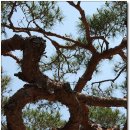 팔공산올레길 4코스 이미지