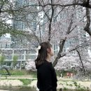 북면412 | [충남 가볼 만한 곳] 천안 원성천 벚꽃 축제 ㅣ 천안 위례 벚꽃길 ㅣ 아산 신정호 벚꽃 ㅣ 아산 브런치...