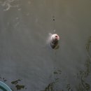 초당낚시터 이미지