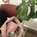 한림대학교춘천성심병원 | 한림대학교 성심병원 에꾸눈 선장이 되어 응급실 방문했어요