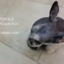 슈나애견미용 이미지