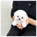 우리아이 | 여수펫샵 추천 — 유앤미펫 이동분양으로 만나는 우리아이(강아지) 후기