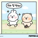 솔트 이미지