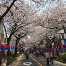 제주 전농로 벚꽃축제 일정 기간 먹거리 실시간 다녀온 후기