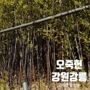 은행동청소년문화의집 건물 내 | 강릉 오죽헌 아이랑 방문 후기｜율곡인성교육관·강릉시립박물관·화폐전시관 코스 정리