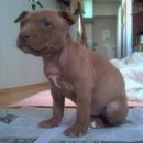 남부켄넬 이미지