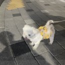 오뎅요코센 이미지