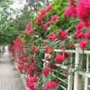 김밥학교 이미지