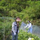 복자농장 이미지