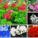 오늘 6월 28일의 꽃말은 -- 제라늄 (Geranium) -- 입니다 이미지