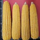 일조산업개발(주) | 농촌진흥청, ‘쌀밥 밥맛 평가’ 표준화 나선다 / 녹색·백색혁명의 주역 농진중앙회 ‘전주농진회...