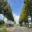 기지시 메타세콰이아 이미지