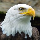독수리 이미지