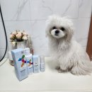 오구오구펫