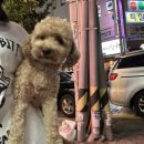 멕켄양념치킨 이미지