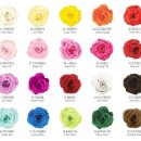 프리저브드 플라워 이미지