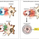 Re:Re: 동맥경화증에서 죽은세포 청소과정(efferocytosis)의 역할 이미지