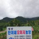 평창진이네오미자농장