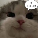 주치과 네이버블로그