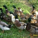 샘골농장 이미지