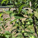 체리나무 이미지