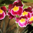 밀토니아(miltonia)
