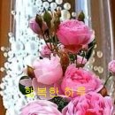 행복한 하루 이미지