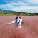 핑크피크닉 이미지