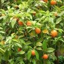 귤나무한의원 이미지