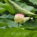 골정지 이미지