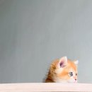 브리티쉬숏헤어 캐터리 이미지