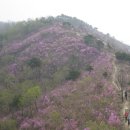 제267차 토요산악회(천안/아산)산행-2009년04월11일 아산 고용산(295.8m)산행 이미지