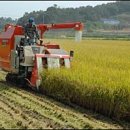 [충북] 고품질 쌀 안정생산을 위하여 벼 적기에 수확해야 이미지