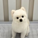 그루밍독 연구소 | 헛짖음교정/구름이/대구애견호텔/수성구애견훈련소/추천/애견훈련/멍타운/디스크독스쿨/디스크독연구소