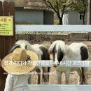 은아 | 경기 아이와 가볼만한곳 여주 6시간 코스 1편 I 은아목장 낙농체험 후기