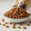 내강아지 이미지