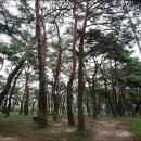 송림(松林) 이미지