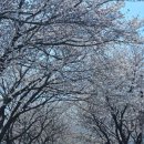 (주)삼문 | 밀양 벚꽃 명소 삼문수변공원부터 장미공원까지 걷기좋아요