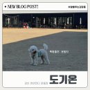 주문도길 | 대구 애견운동장 대형견 소형견 분리 애견카페 도기온