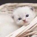 아이러브 동물병원 이미지