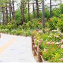 장미정원 이미지