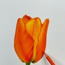 보태니컬 아트 이미지